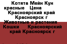 Котята Мейн-Кун красные › Цена ­ 15 000 - Красноярский край, Красноярск г. Животные и растения » Кошки   . Красноярский край,Красноярск г.